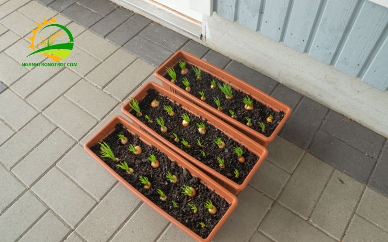 TOP 3 Địa Chỉ Mua Bán Thùng Nhựa Trồng Rau Giá Rẻ Tại Tp.HCM 4 bán thùng nhựa trồng rau
