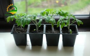 bán thùng nhựa trồng rau