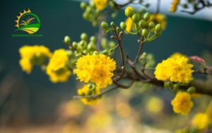 bón bánh dầu cho mai