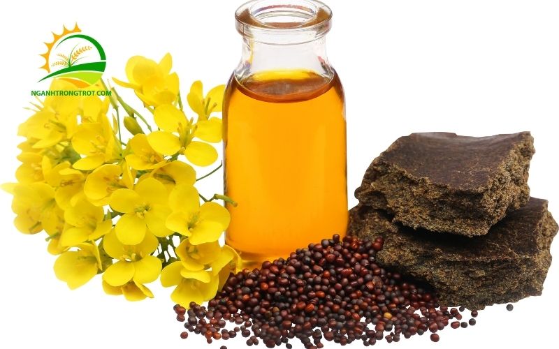 Cách bón bánh dầu cho mai và các loại cây trồng: Hướng dẫn chi tiết và hiệu quả 4 bón bánh dầu cho mai