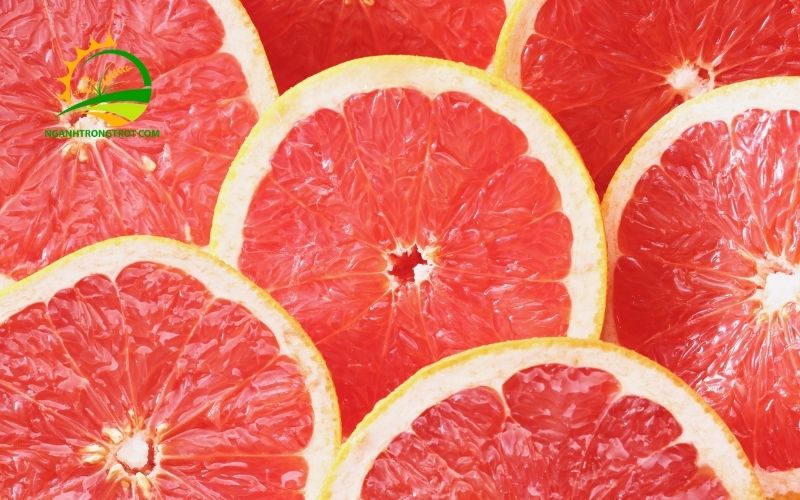 Đặc Điểm, Giá Bán Và Kỹ Thuật Trồng Bưởi Da Xanh Ruột Hồng 6 Bưởi Da Xanh Ruột Hồng