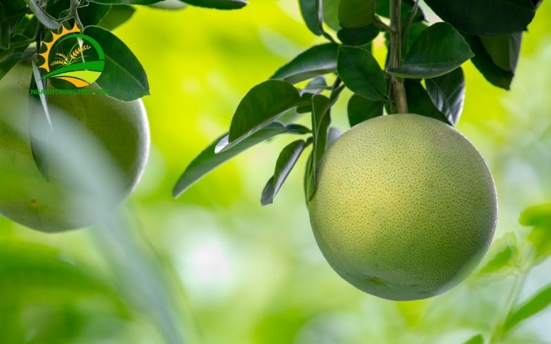 Đặc Điểm, Giá Bán Và Kỹ Thuật Trồng Bưởi Da Xanh Ruột Hồng 4 Bưởi Da Xanh Ruột Hồng