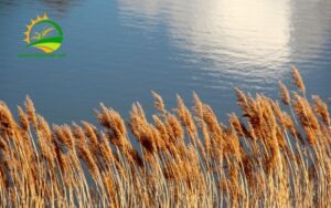 cách diệt cỏ sậy