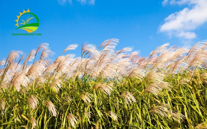 Cỏ sậy là gì? Cách diệt cỏ sậy hiệu quả bằng thuốc 6 cách diệt cỏ sậy