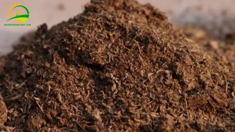 Hướng dẫn cách ủ phân bò nhanh hoai mục 5 cách ủ phân bò