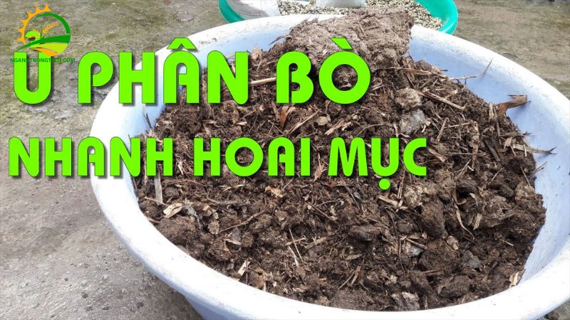 Hướng dẫn cách ủ phân bò nhanh hoai mục 6 cách ủ phân bò