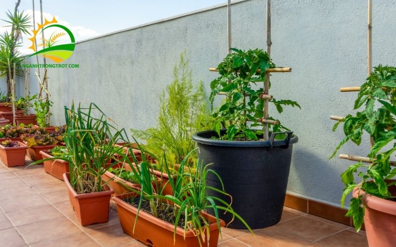 TOP 5 Chậu Trồng Rau Sân Thượng Được Ưa Chuộng Nhất 2025 6 chậu trồng rau sân thượng