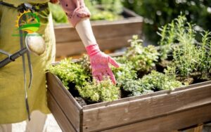 chậu trồng rau sân thượng