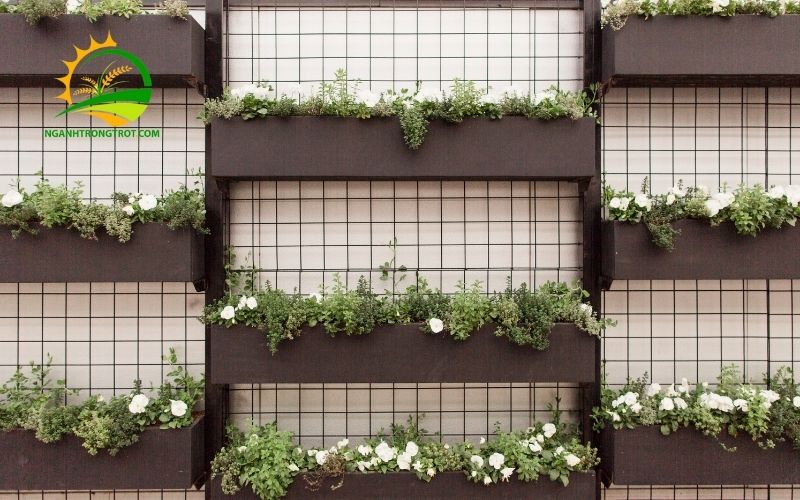 5 Mẫu Khay Nhựa Trồng Cây Treo Tường, Ban Công Đẹp Và Giá Rẻ 5 khay nhựa trồng cây treo tường