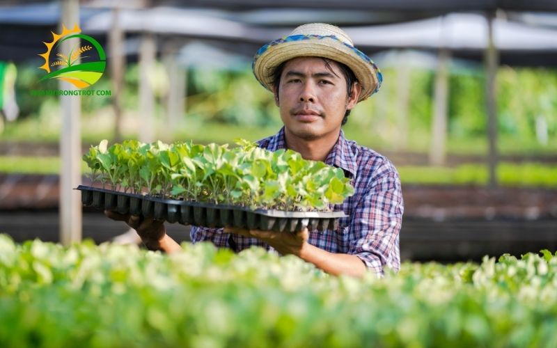 TOP 5 Loại Khay Trồng Rau Mầm Thủy Canh Thông Minh 4 khay trồng rau mầm