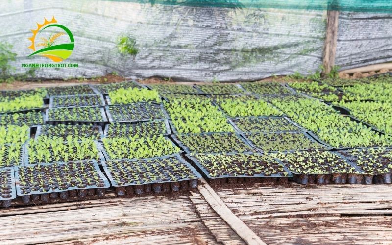 Cách Lựa Chọn Khay Trồng Rau Sạch Bền, Đẹp Và Giá Tốt 6 khay trồng rau sạch