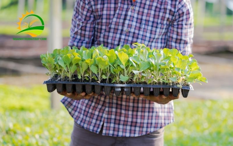 Cách Lựa Chọn Khay Trồng Rau Sạch Bền, Đẹp Và Giá Tốt 4 khay trồng rau sạch