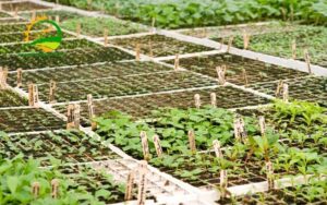 khay trồng rau thông minh