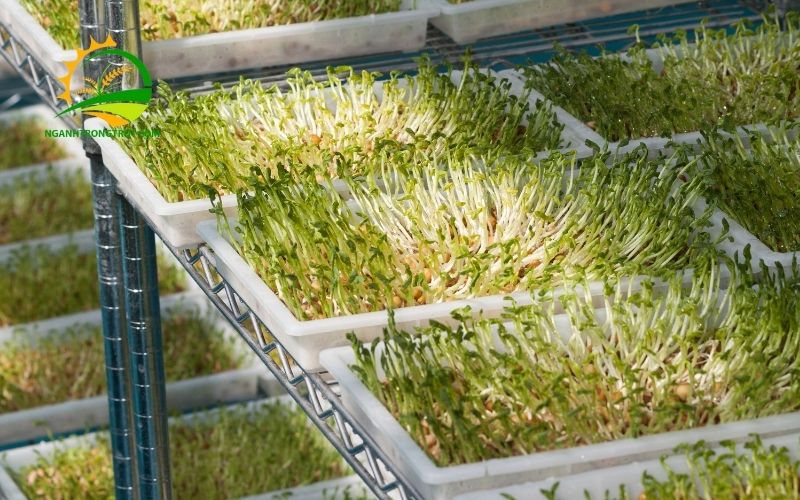 TOP 5 Mẫu Khay Trồng Rau Thông Minh Tốt Nhất 2025 5 khay trồng rau thông minh