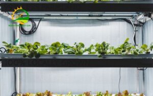 kích thước khay nhựa trồng rau