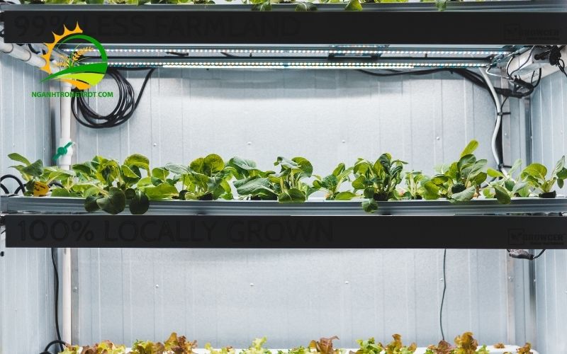 kích thước khay nhựa trồng rau