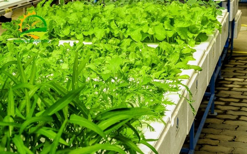 Một Số Kích Thước Khay Nhựa Trồng Rau Phổ Biến Nhất Hiện Nay 4 kích thước khay nhựa trồng rau
