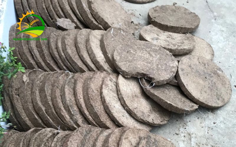 Phân Bánh Dầu Là Gì? Cách Ủ Bánh Dầu Với Nấm Trichoderma Để Trồng Cây 6 phân bánh dầu
