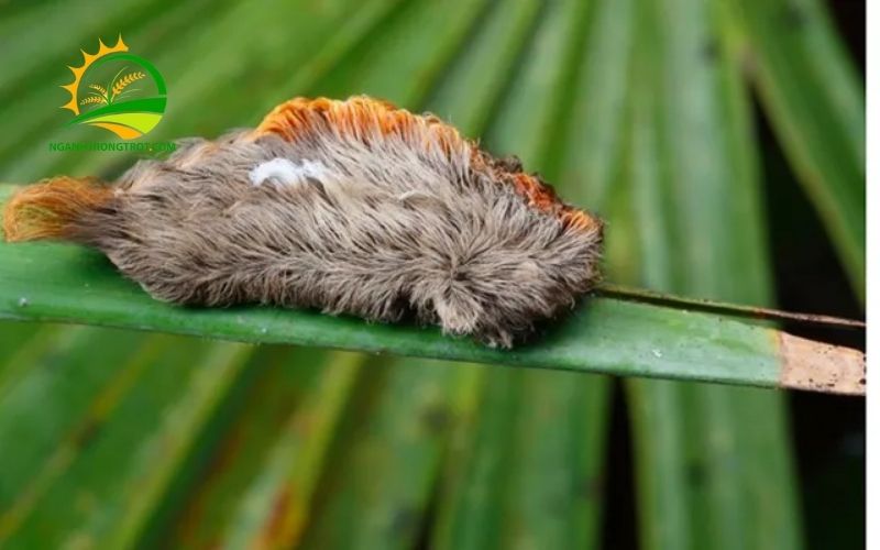 Sâu Mèo Là Gì? Một Số Biện Pháp Xử Lý Sâu Mèo Cây Ổi Hiệu Quả 6 sâu mèo