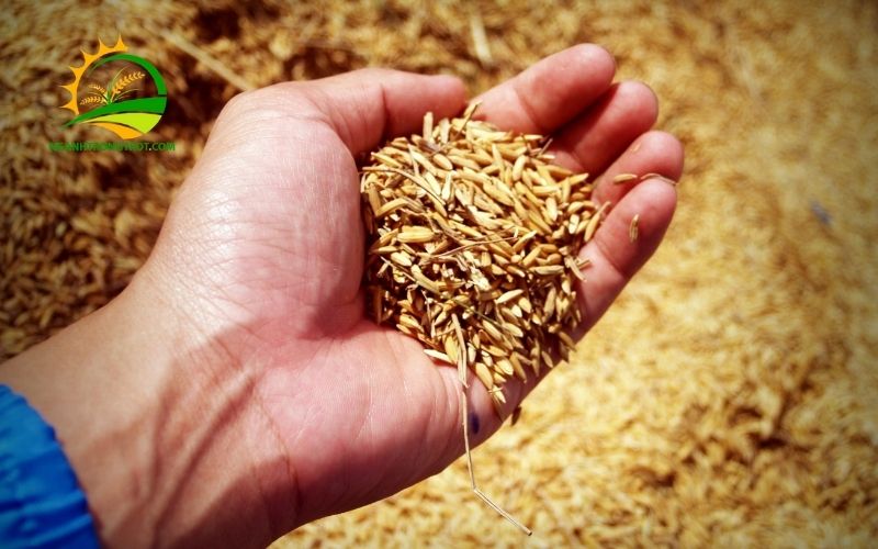 Tác dụng của tro trấu với cây trồng và cách trộn chuẩn tỷ lệ 5 tác dụng của tro trấu với cây trồng