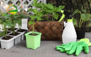 Thùng nhựa trồng cây