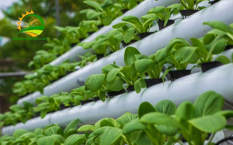 5 Mẫu Khay Nhựa Trồng Rau Thủy Canh Phổ Biến Nhất 2025 6 khay nhựa trồng rau thủy canh