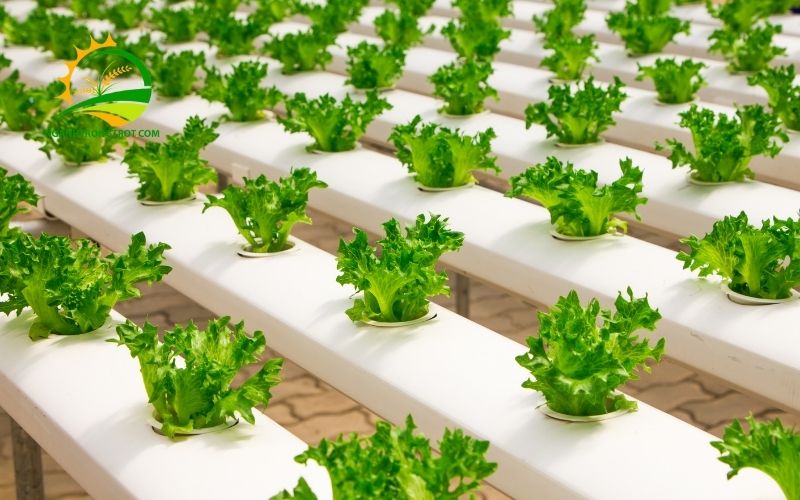 5 Mẫu Khay Nhựa Trồng Rau Thủy Canh Phổ Biến Nhất 2025 4 khay nhựa trồng rau thủy canh