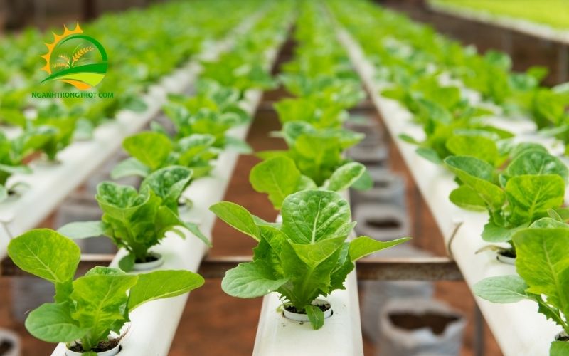 5 Mẫu Khay Nhựa Trồng Rau Thủy Canh Phổ Biến Nhất 2025 5 khay nhựa trồng rau thủy canh