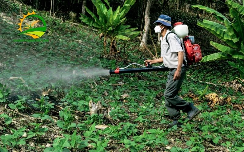 TOP 5 Loại Thuốc Diệt Cỏ Không Hại Cây Trồng Tốt Nhất Hiện Nay 5 thuốc diệt cỏ không hại cây trồng
