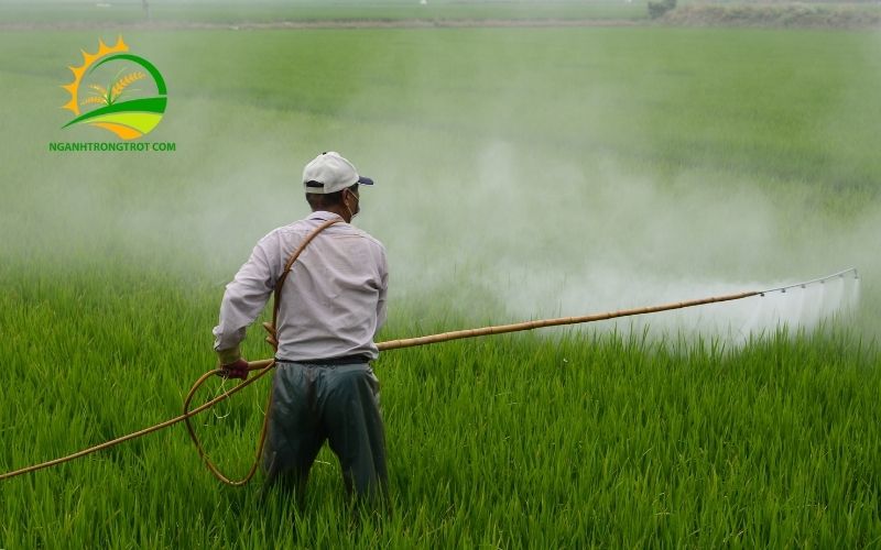 TOP 5 Loại Thuốc Diệt Cỏ Không Hại Cây Trồng Tốt Nhất Hiện Nay 6 thuốc diệt cỏ không hại cây trồng