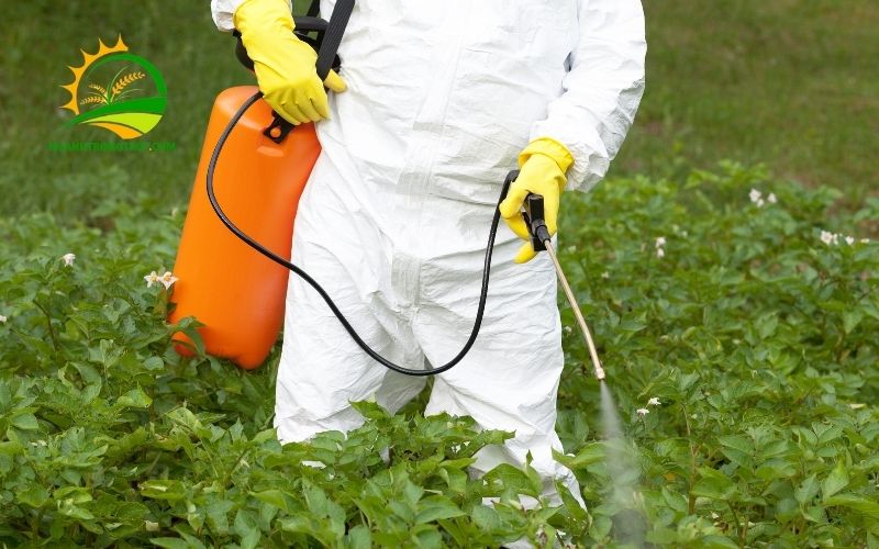 Công dụng và giá bán thuốc trừ cỏ lưu dẫn Glyphosate 4 thuốc trừ cỏ lưu dẫn glyphosate