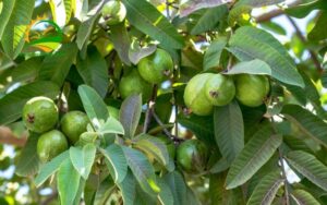 trị sâu răng bằng lá ổi