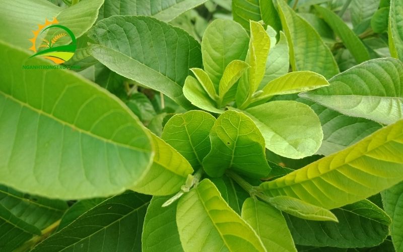 Phương pháp dân gian trị sâu răng bằng lá ổi: Hiệu quả và những lưu ý quan trọng 4 trị sâu răng bằng lá ổi