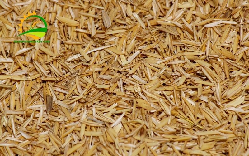 Công dụng trộn vỏ trấu vào đất để trồng cây và cách xử lý trấu tươi 5 trộn vỏ trấu vào đất