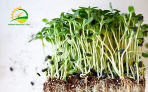 Trồng rau mầm bằng khay