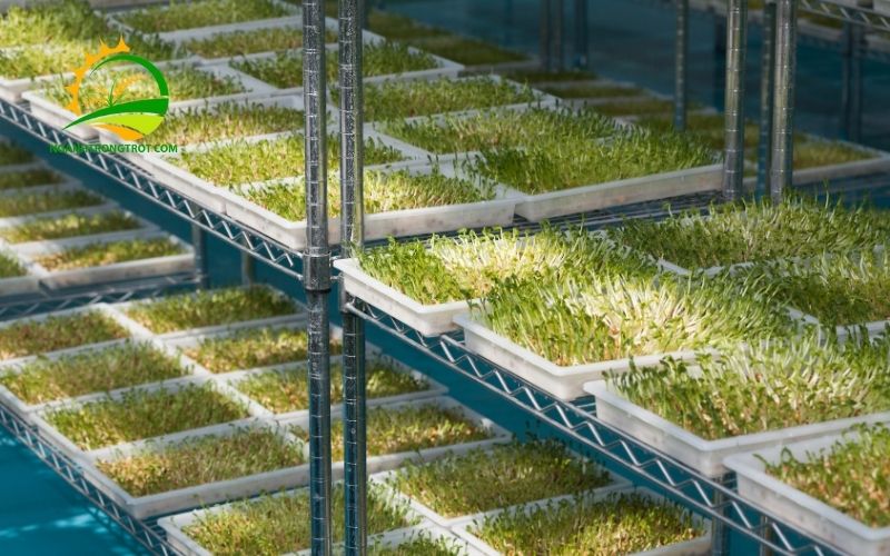 Một Số Kích Thước Khay Nhựa Trồng Rau Phổ Biến Nhất Hiện Nay 6 Trồng rau mầm bằng khay
