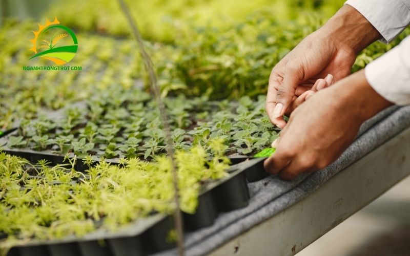Hướng dẫn cách trồng rau mầm bằng khay tại nhà đơn giản 4 Trồng rau mầm bằng khay