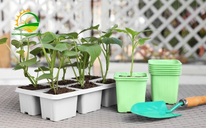 Hướng dẫn cách trồng rau trong thùng nhựa xanh tốt 4 Trồng rau trong thùng nhựa