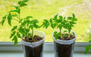 Trồng rau trong thùng nhựa