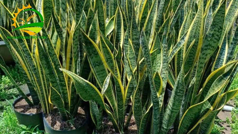 Có nên trồng cây lưỡi hổ trên mộ hay không? 6 có nên trồng cây lưỡi hổ trên mộ hay không