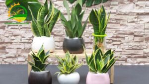 có nên trồng cây lưỡi hổ trên mộ hay không