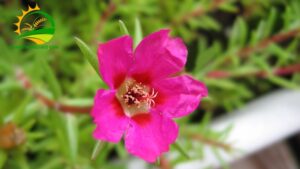 nên trồng cây hoa gì trên mộ