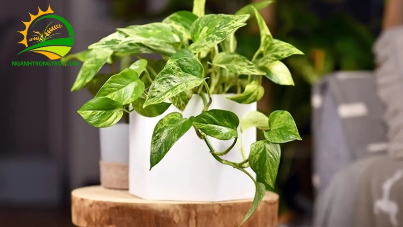 Những cây không nên trồng ở mộ – Lựa chọn thông minh cho phong thủy mộ phần 6 những cây không nên trồng ở mộ