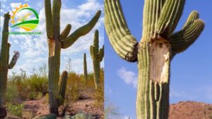 những cây không nên trồng ở mộ