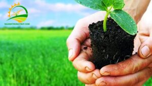 ứng dụng nano bạc trong nông nghiệp