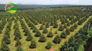 1000m2 trong duoc bao nhieu cay sau rieng 3