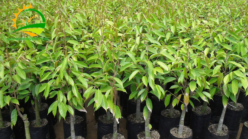 1000m2 trồng được bao nhiêu cây sầu riêng? 6 1000m2 trồng được bao nhiêu cây sầu riêng?
