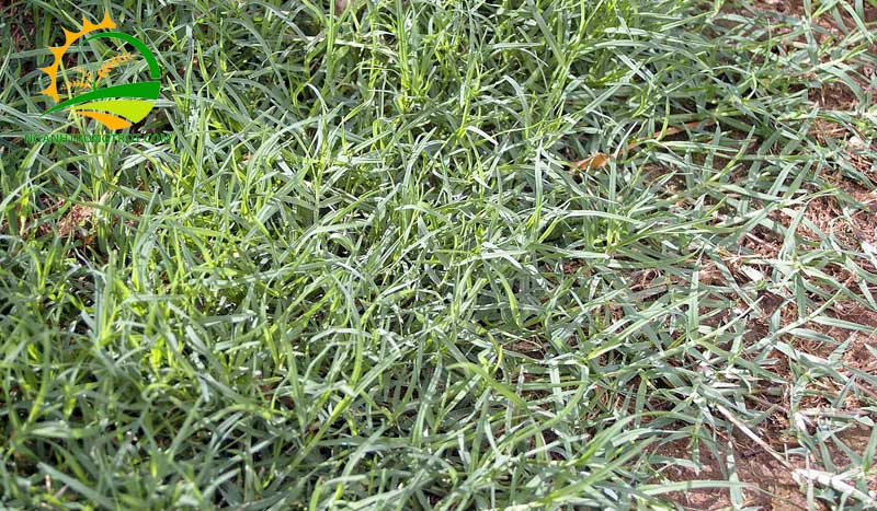 Các loại cỏ dại thường gặp có lợi và có hại trong vườn 11 Các loại cỏ dại thường gặp có lợi và có hại trong vườn.