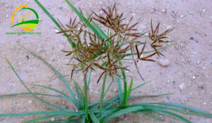 cac loai co dai thuong gap 1