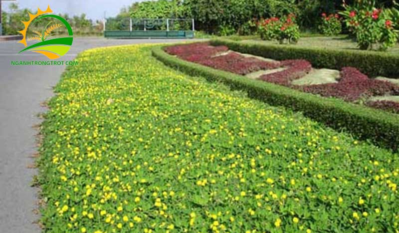 Các loại cỏ dại thường gặp có lợi và có hại trong vườn 16 Các loại cỏ dại thường gặp có lợi và có hại trong vườn.